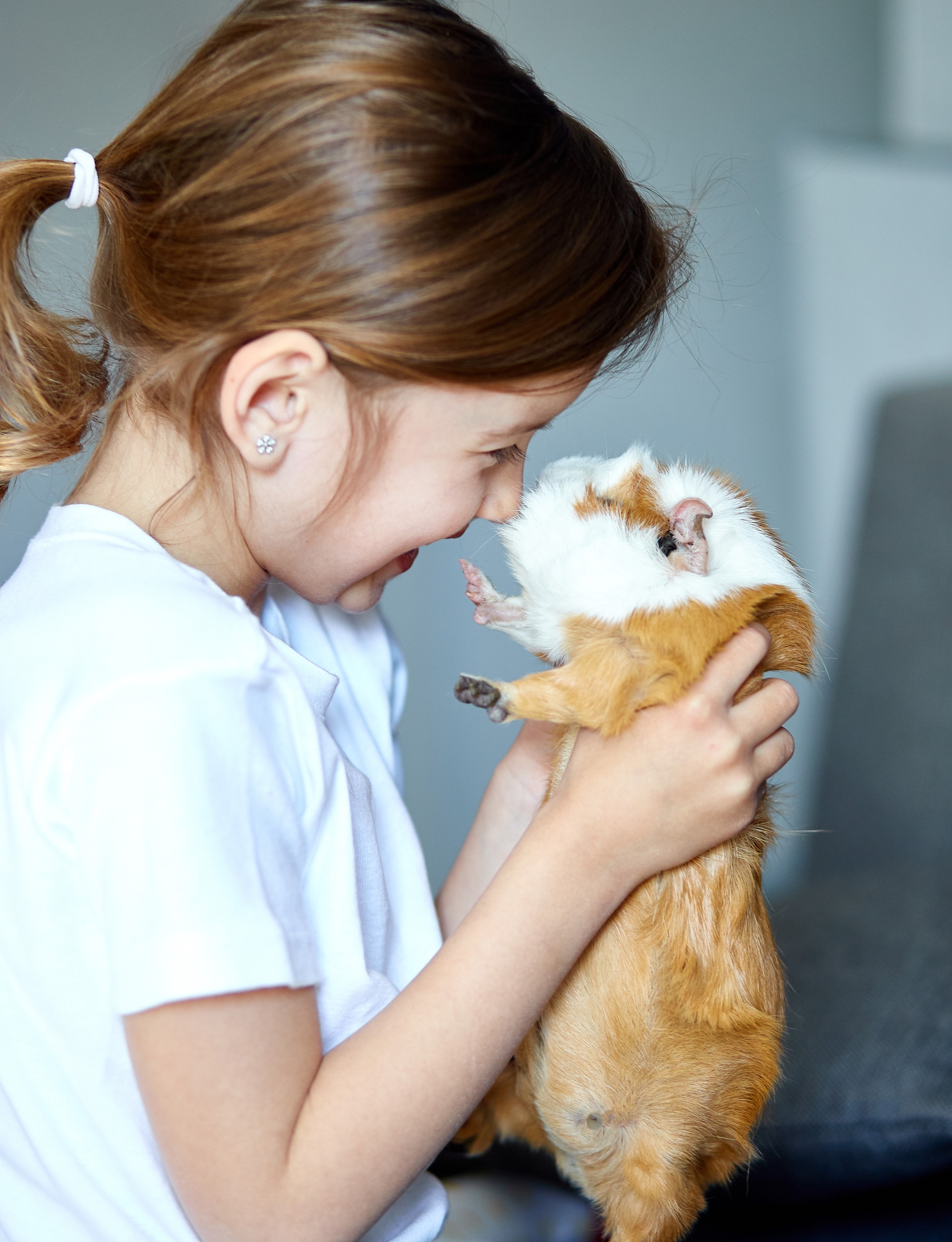 2 portrait-happy-smiling-little-girl-hugging-red-guinea-pig.jpg 2 portrait-happy-smiling-little-girl-hugging-red-guinea-pig.jpg