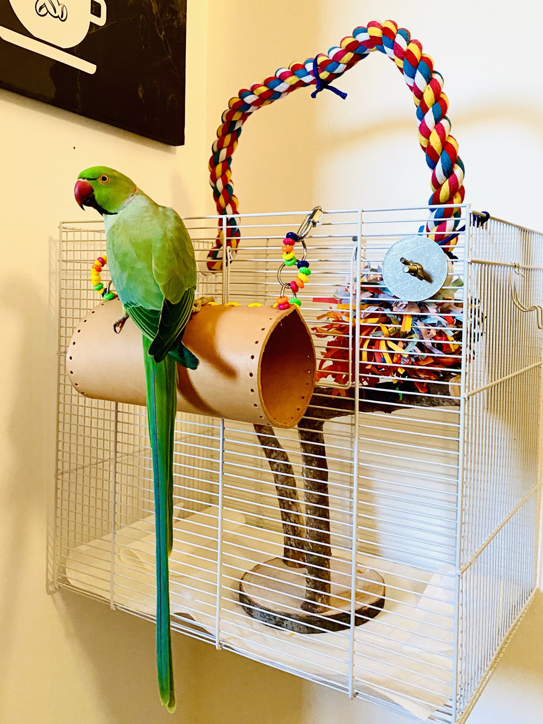 2 green-indian-ringneck-parrot-perched-colorful-play-stand-attached-side-cage.jpg