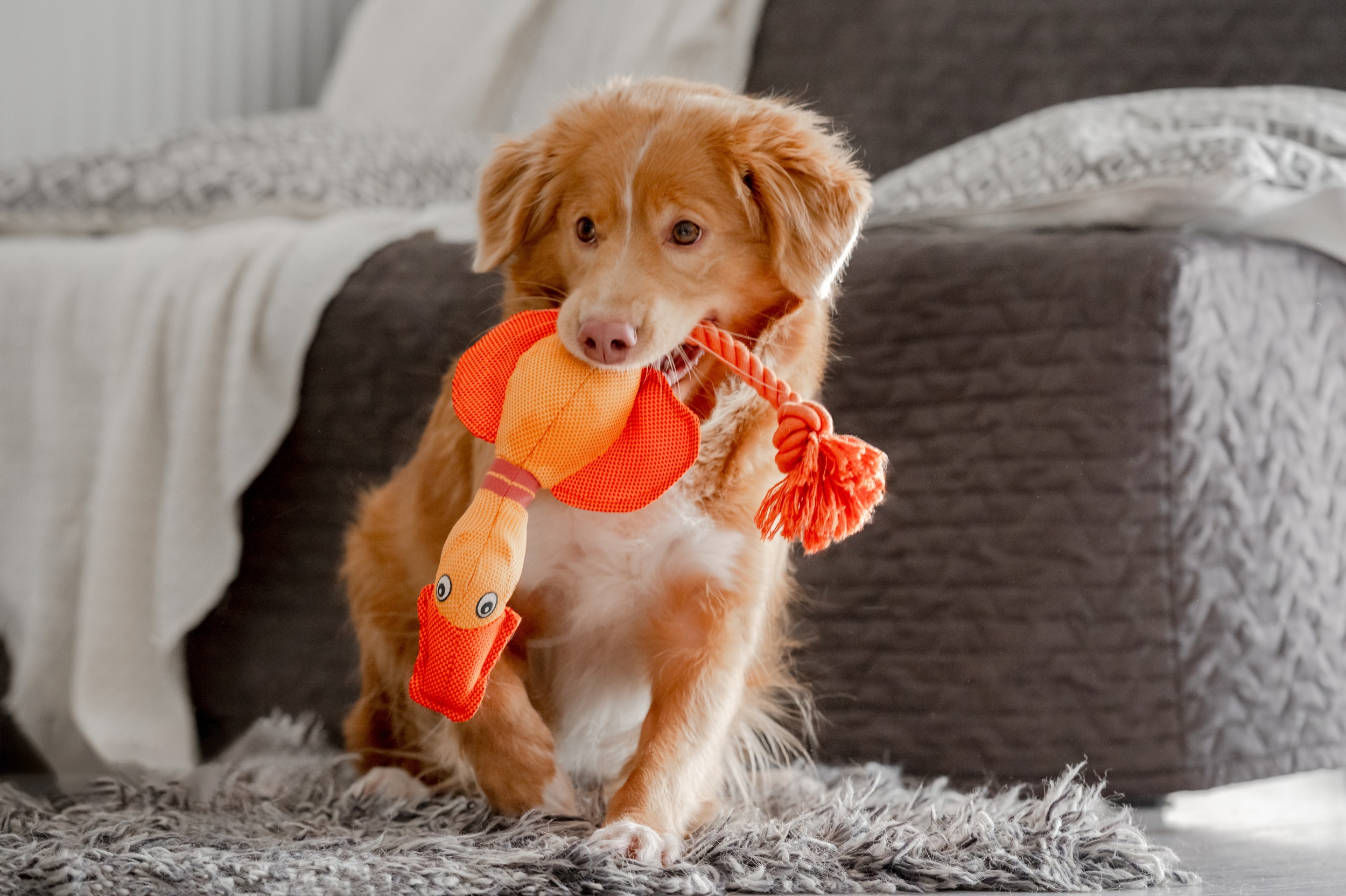 2 sobaka-tollera-s-arkoi-igrusecnoi-utkoi-v-zubah-igraet-v-komnate-s-retriverom-novoi-sotlandii.jpg