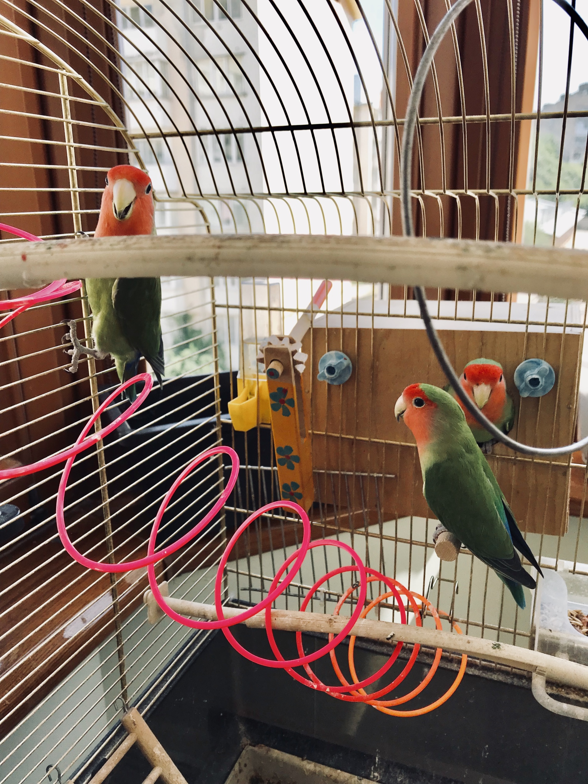 5 colorful-lovebirds-perched-inside-decorated-bird-cage.jpg