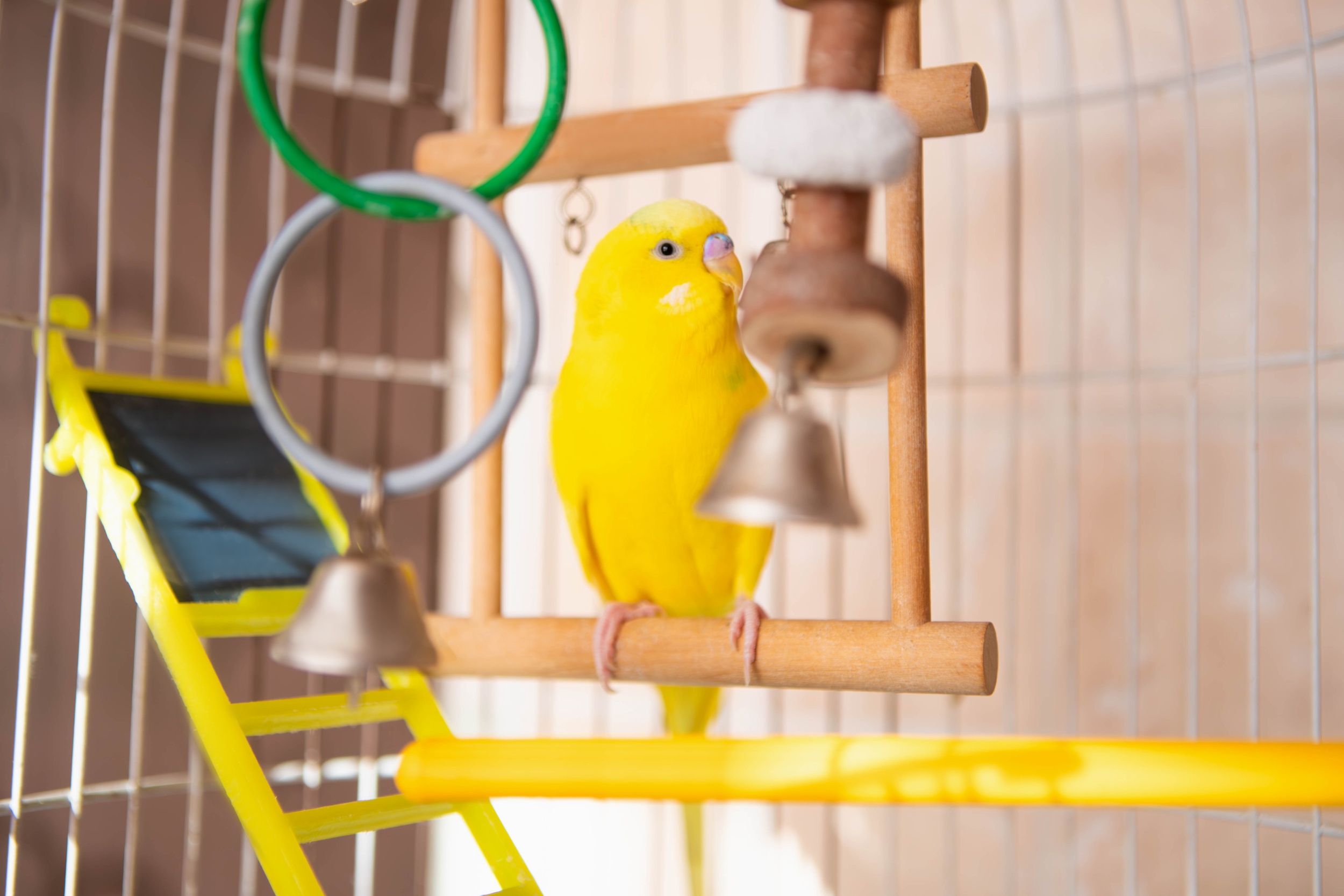 4 domestic-yellow-parrot-sits-perch-budgerigar.jpg