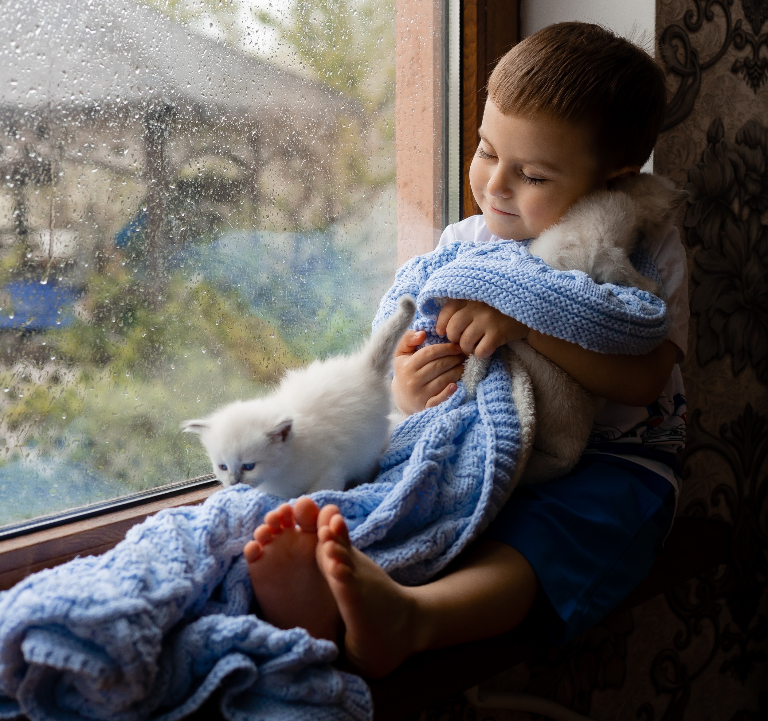 2 little-boy-covered-with-blue-knitted-blanket-is-sitting-windowsill-with-white-fluffy-kittens.jpg