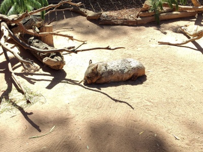 Мягкая игрушка "Вомбат"  30см, Australian Animals