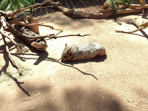 Мягкая игрушка "Вомбат"  30см, Australian Animals