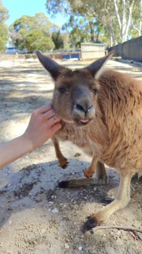 Мягкая игрушка "Кенгуру" 30 см, Australian Animals