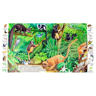 Первые книги малыша. Учим новые слова! «Животные и растения тропических лесов»