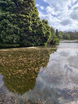 Мягкая игрушка "Вомбат"  30см, Australian Animals